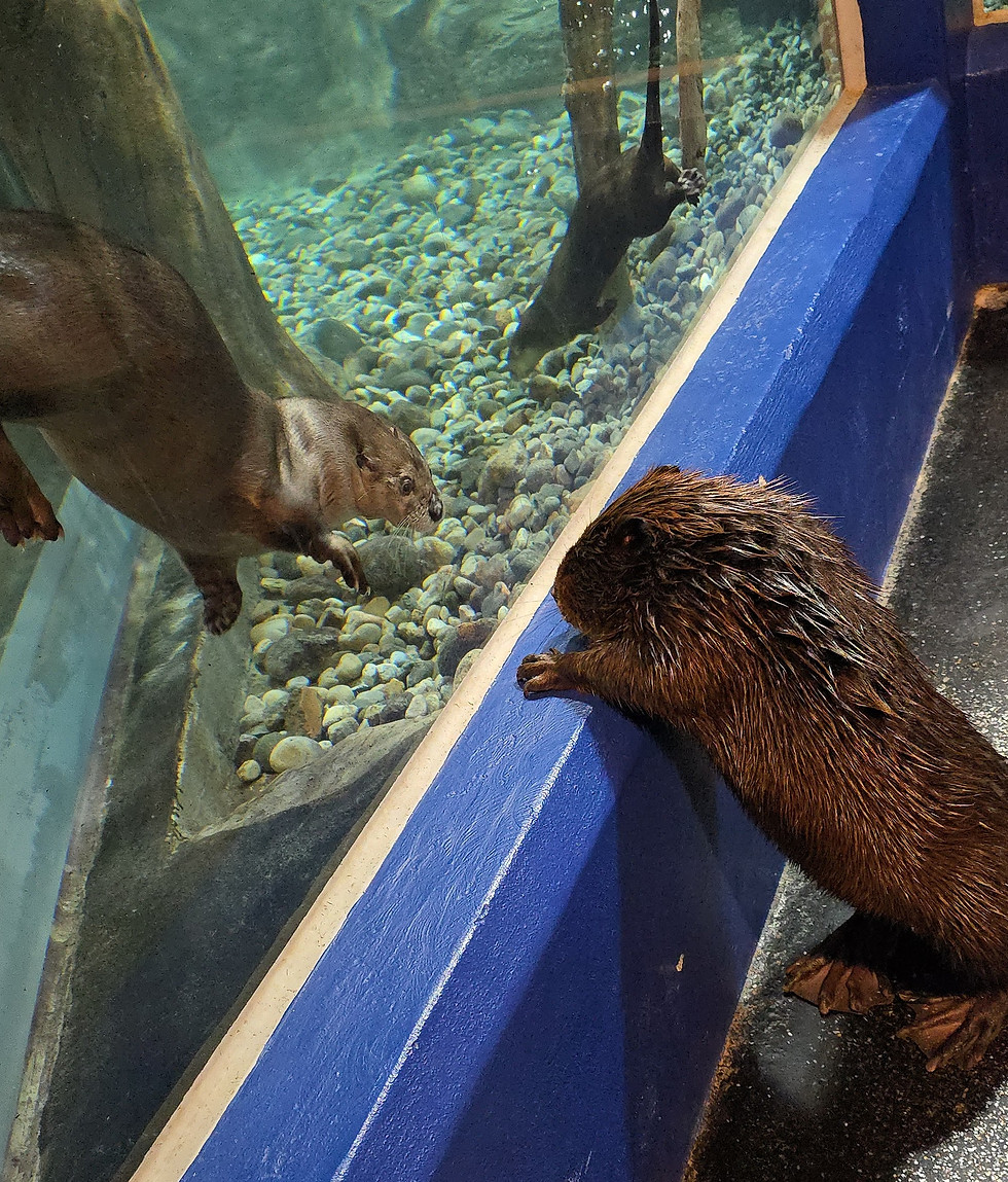 GREAT PIC OF JB AND NEW OTTER.jpg