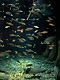 Aquarium.HEIC