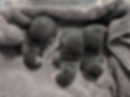4 days old_edited.jpg