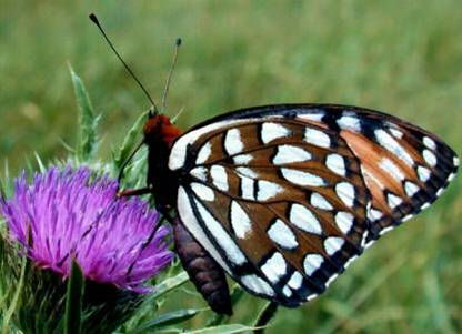 Pollinator Grant Funding comes to DALC