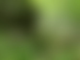 Statement regarding the Pattern Energy Uplands Wind project