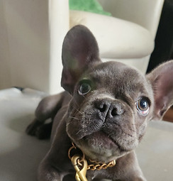 French Bulldog dog trainer
