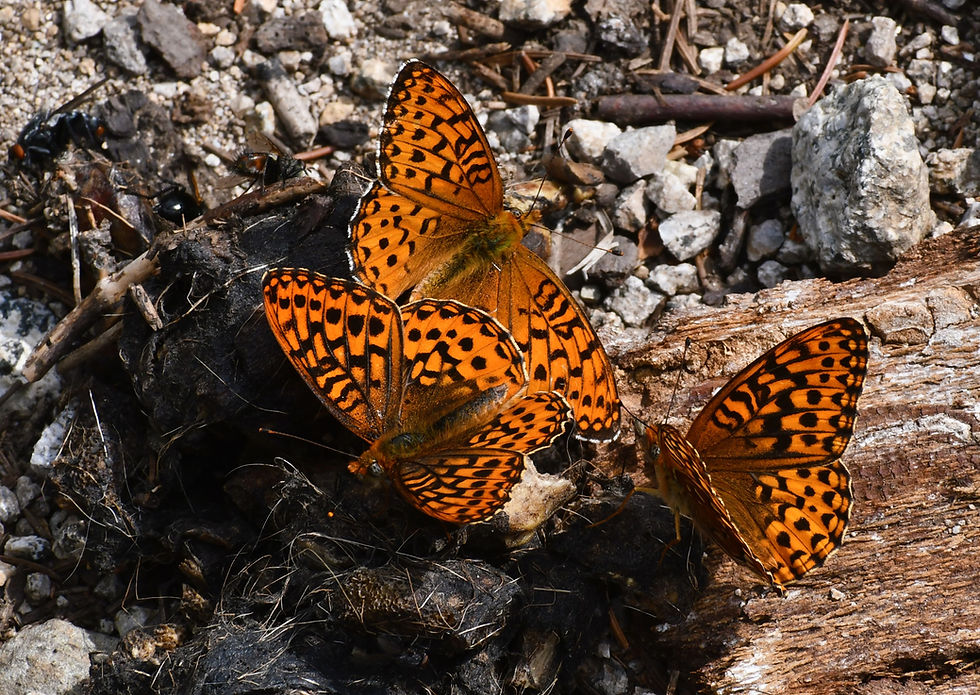 These fritillary butterflies are attracted to something in this (perhaps coyote) scat.