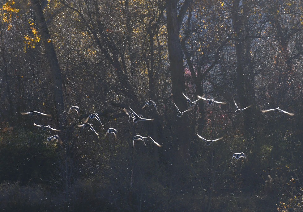 Mallards in flight
