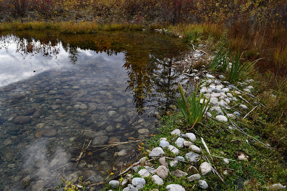 I think this is the only place I've seen beaver dams built out of rocks - a lesson in adaptation and using what's at hand. Unfortunately, it looks like the invasive yellow flag iris has become established on this dam.