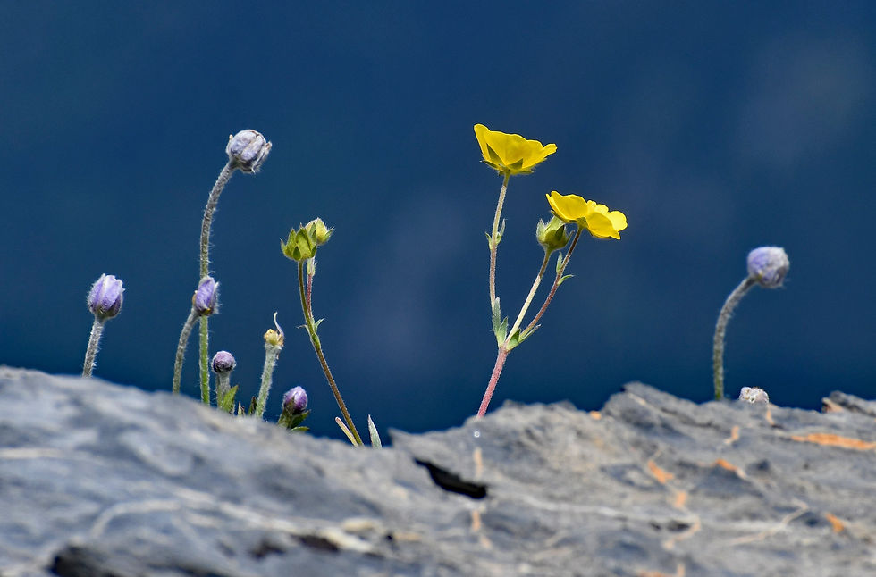 Subalpine buttercup and budding alpine anemone