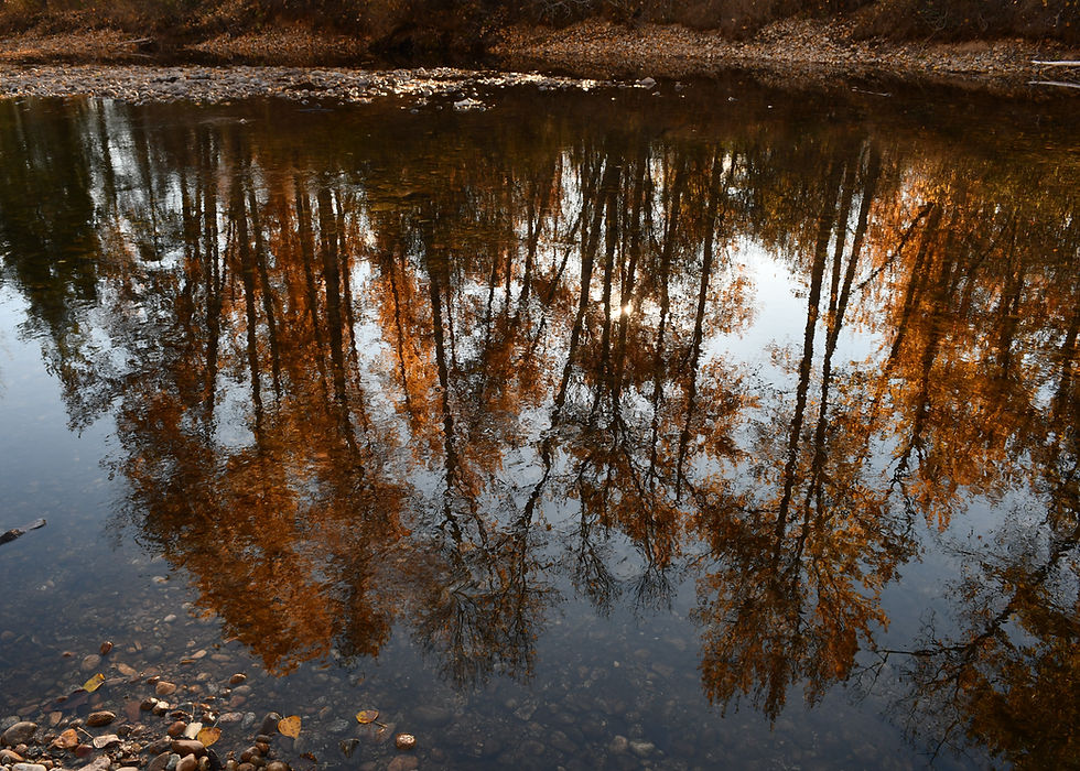 The rich gold of streamside cottonwoods reflected in the quiet pools of Pass Creek, just upstream from its confluence with the Columbia River.