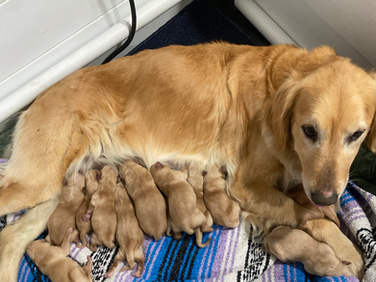 Journey had a litter of AKC Goldens born February 23,2026. $1200
