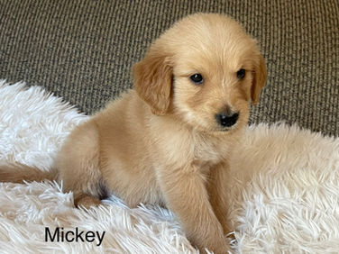 Mickey- Yellow Collar - Male $1000- AKC
