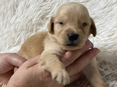 Hot pink - Reserved for Andrea