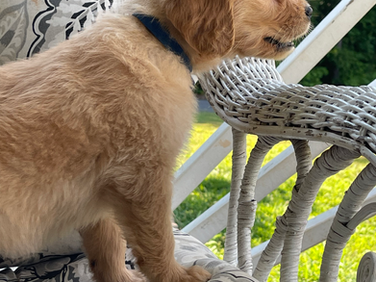 Maverick - Reserved for Maddie
