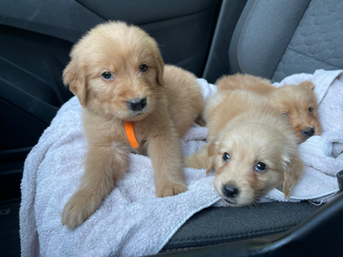Boone - Reserved for Archie & Morgan
