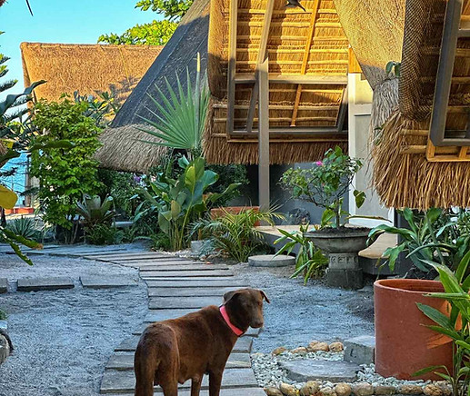 Cottage walkway with Dog.JPG