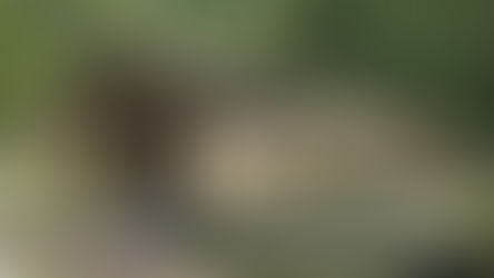 Timber Block Tiny Home ADU