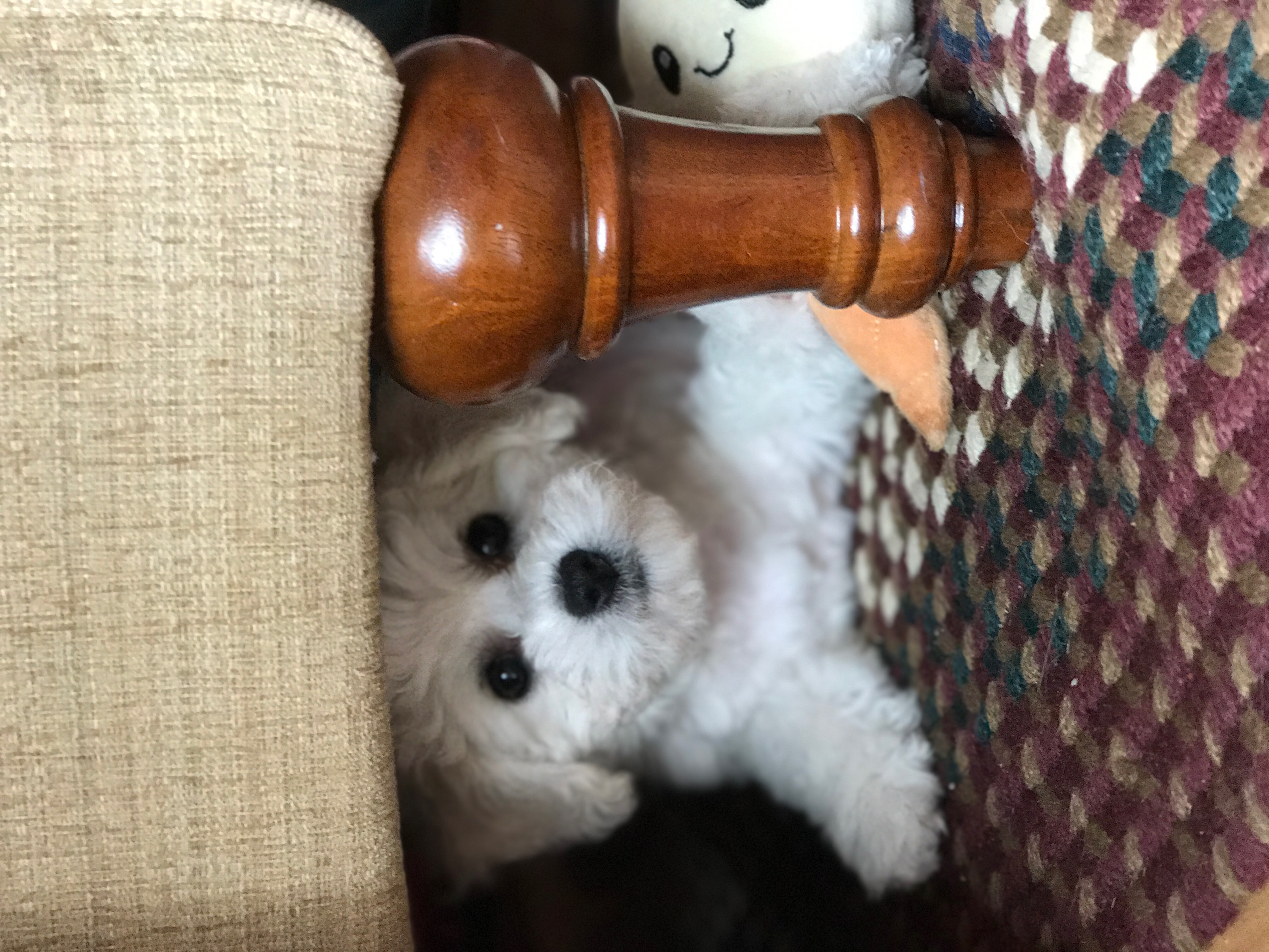 Playful Pups | prelude