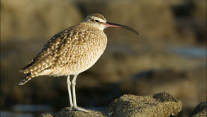 Let’s go out counting shorebirds: the 2019 Global Shorebird Counts kicks-off