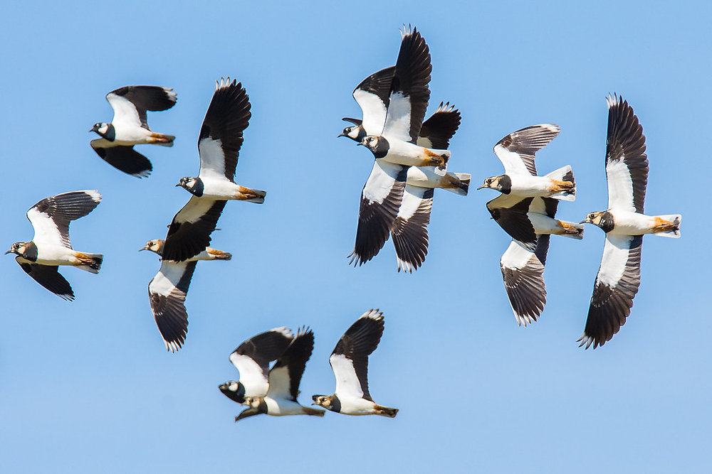 How To Use Ebird How To Use Ebird