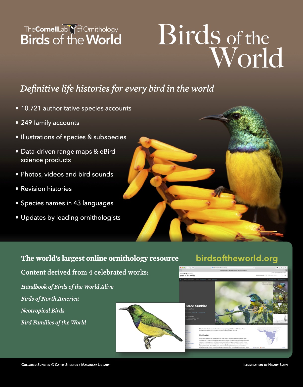 handbook of the birds of the world alive handbook of the birds of the world alive