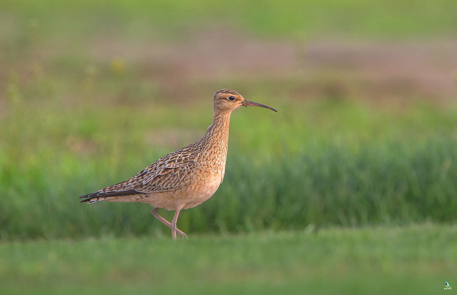 Little Curlew by 中易水寒 on 500px.com