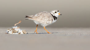 It’s World Shorebirds Day…