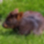 img_pudu-pudu