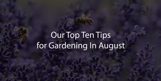 Our Ten Tips For Gardening In August
