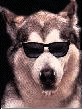 snowdog.gif