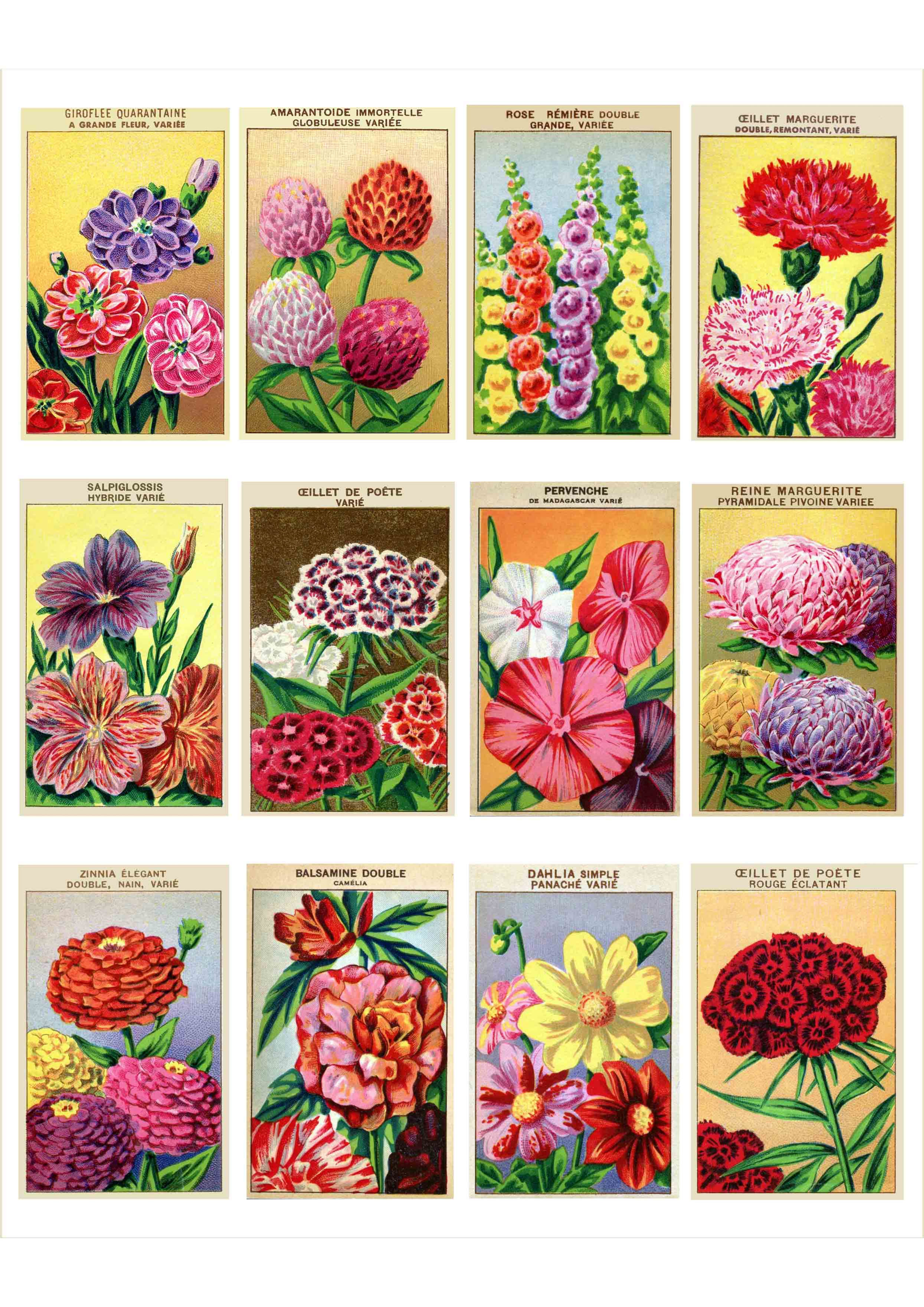 Seed Labels (Pink)