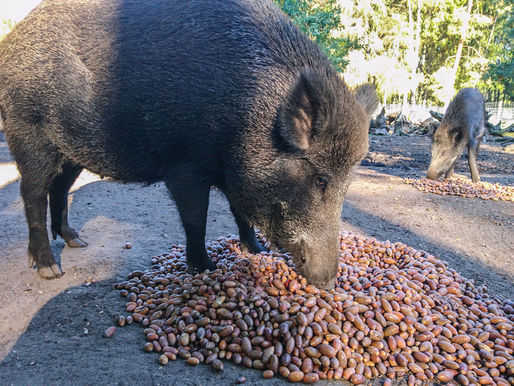 Wildpark Müden ruft zum Kastanien- und Eichelnsammeln für Tiere auf