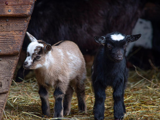 "Zahl was Du willst": Wildpark Müden lädt zu Wochenend-Aktion ein