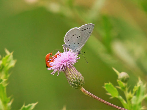 Nabu gibt Tipps für Schmetterlings-Artenvielfalt im Garten