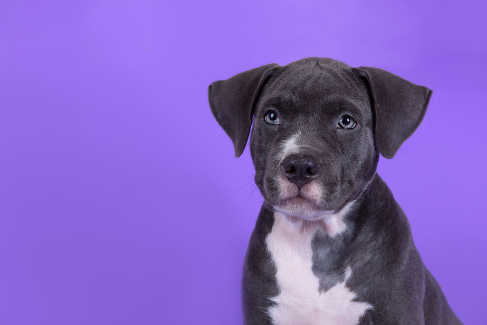 cachorro fundo roxo