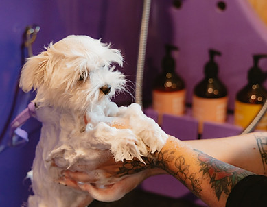 The Furry Dogmother _ Kaiapoi Dog Groom