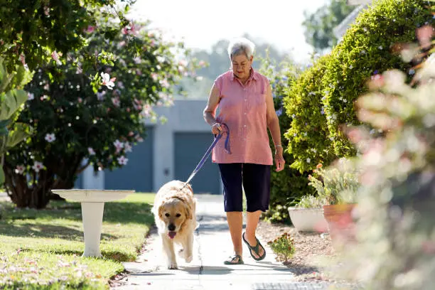 Elderly woman in pink shirt walks her golden retriever surrounded by lush green foliage and pink flowers in her retirement community