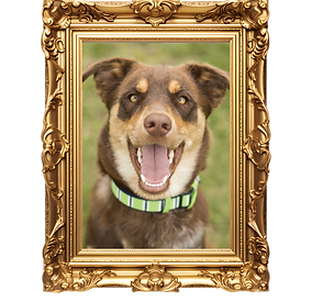 Sienna's Grooming & Products (2).png