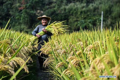 rice filed.jpg