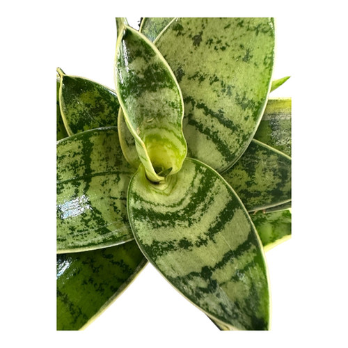 Hopewind Plants Shop- Assorted 5 Star Combo Set 4inch (5 PK