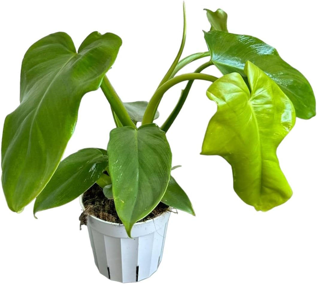 Hopewind Plants Shop- Golden Violin Philodendron, Rare Variety, Live 4inch pot