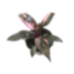 Thumbnail: Hopwind plants shop Philodendron Pink Princess 4 inch, Heart-Leaf Philo, Sweethe