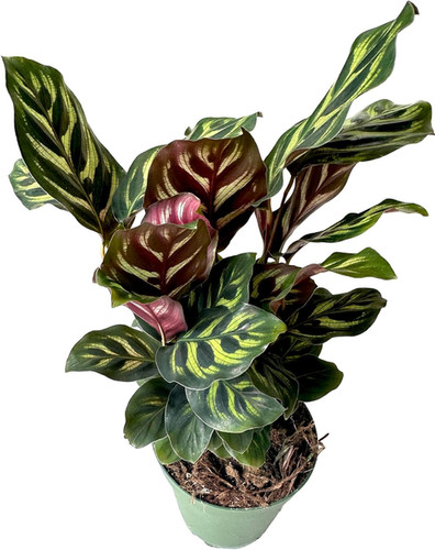 Hopewind Plants Shop- Peacock Plant, Calathea, Calathea makoyana