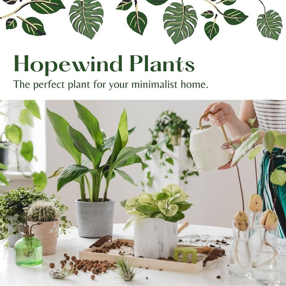 Thumbnail: Hopewind Plants Shop- Gold and Black Star Combo Set 4inch (2 PK) Sansevieria