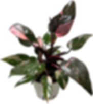 Hopwind plants shop Philodendron Pink Princess 4 inch, Heart-Leaf Philo, Sweethe
