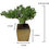 Thumbnail: Hopewind Plnats Shop - Live Green Mound Juniper Small (3inch) Bonsai Tree Plant
