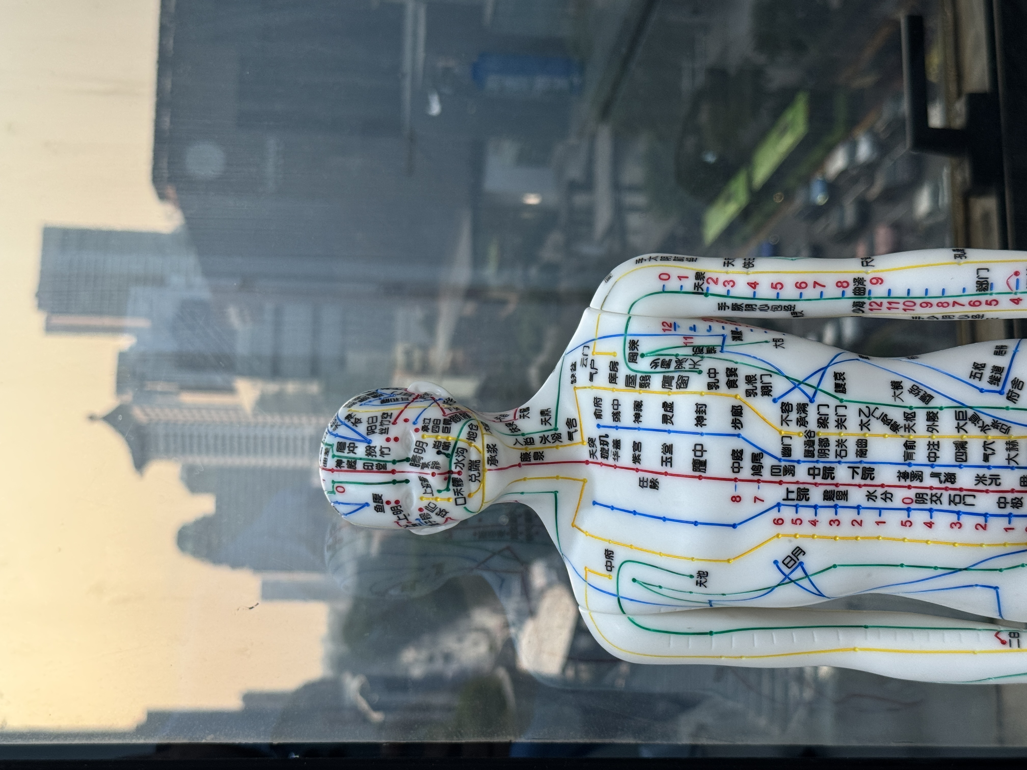 TCM acupuncture model