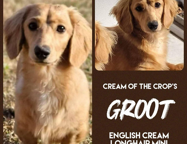 grootcollage.jpeg