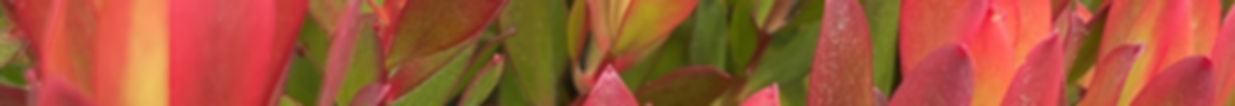 IMG_2725.jpeg