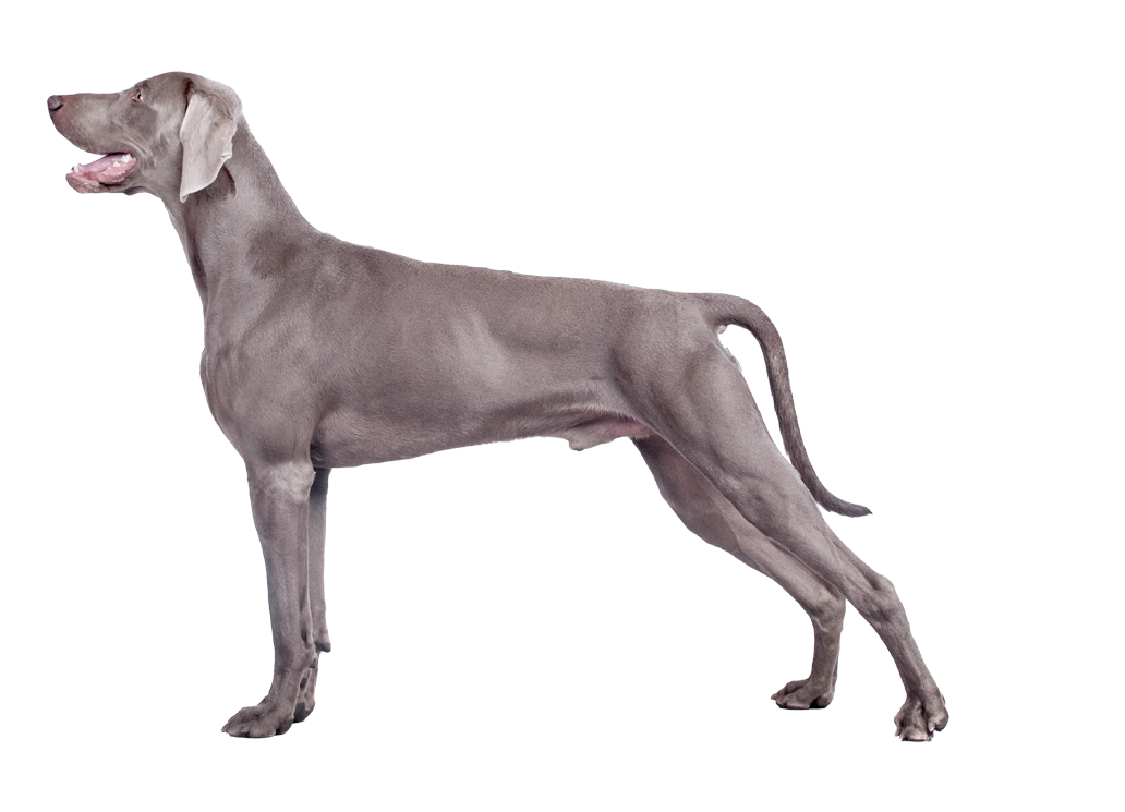 Weimaraner_ProductPage.png