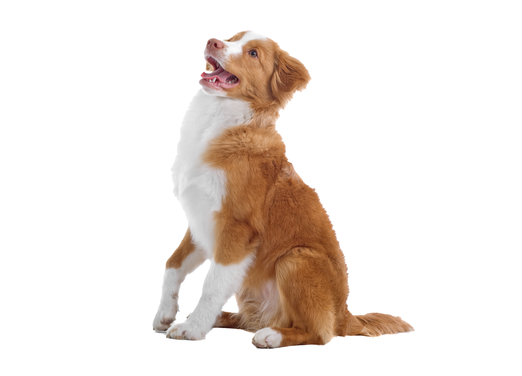 Toller_ProductPage.png