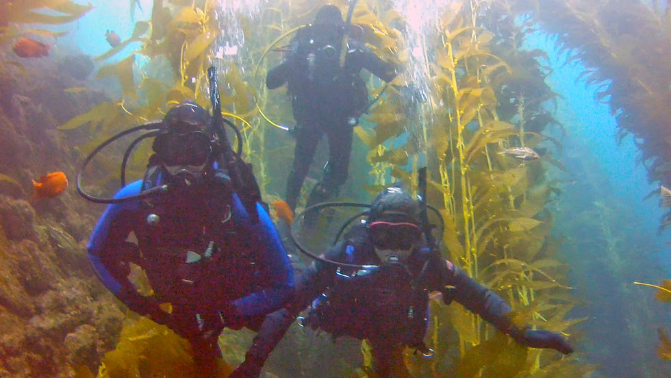Catalina Kelp Forest (photo credit: Anastasia Laity)