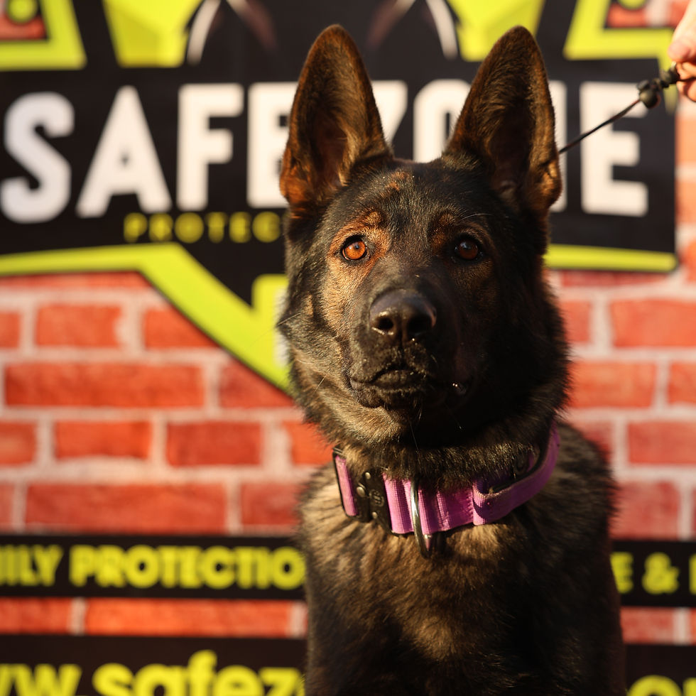 protection dogs avaliable